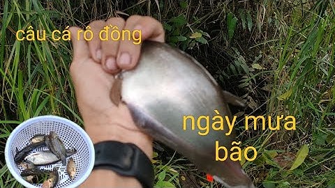 Tập 49 - Câu Cá Rô Đồng - Những Ngày Mưa bão Cá Ăn Mạnh.@tanhungmientay 