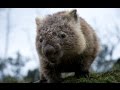 Wild Tasmania - Куница встречает Вомбата [Part 2]