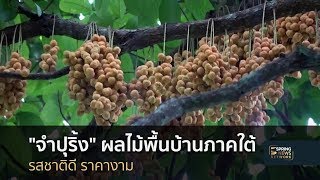 "จำปุริ้ง" ผลไม้พื้นบ้านภาคใต้รสชาติดี ราคางาม | 8 ส.ค. 61 | เมืองไทยใหญ่อุดม