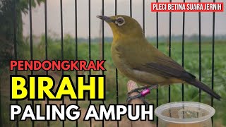 PLECI BETINA BIRAHI MEMANGGIL JANTAN | CALL PLECI BETINA PERANGSANG BUNYI