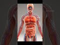 Coffee Effects on Brain and Heart (3D Animation).
