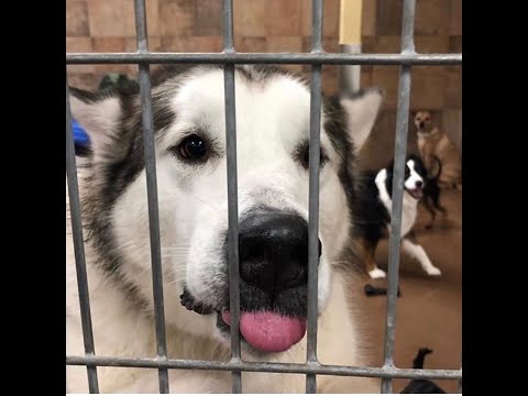 Culper's Canteen Cup S01E79 Culper's Canteen Cup S01E79