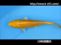 錦鯉販売専門　川崎錦鯉店の錦鯉　No.2456　山吹黄金