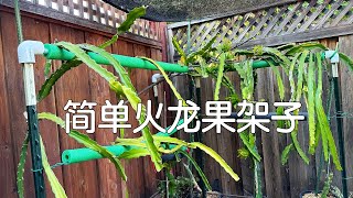 【火龙果种植】建一个简单火龙果架子，适合没有工具以及时间紧或对自己动手能力不自信的人