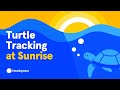 Turtle Conservation and Morning Routine