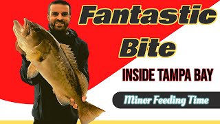 Fantastic Bite On The Minor Feeding Time Inside Tampa Bay