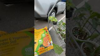 Garden Soil 🥗   #abba #music #flashback #80smusic #gardening #vegetables #love #health