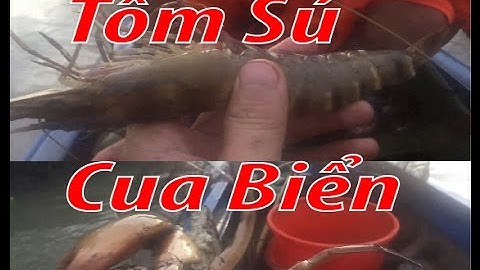 CÂU CÁ SÔNG - BẮT TÔM SÚ VÀ CUA BIỂN Ờ CÀ MAU - MEKONG FISHING
