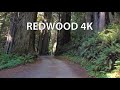 Redwood National Park 4K - Scenic Drive - California