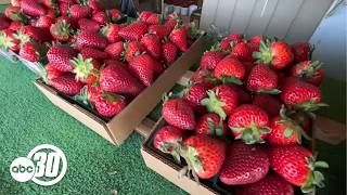 Valley Heat Speeds Up Crop Growth, Concerns Rise For Winter Vegetables