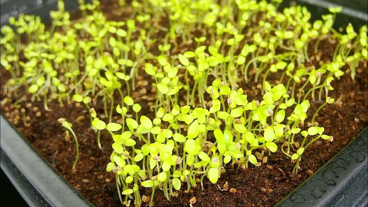 Celery Seed Grow from Seed Seed Germination Time Lapse indoor