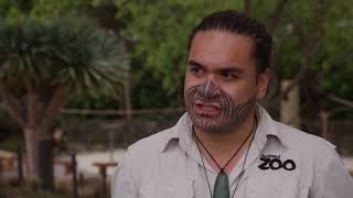 Tipi Nuku Ep5 - Honu-whenua Galápagos (Galápagos tortoise)
