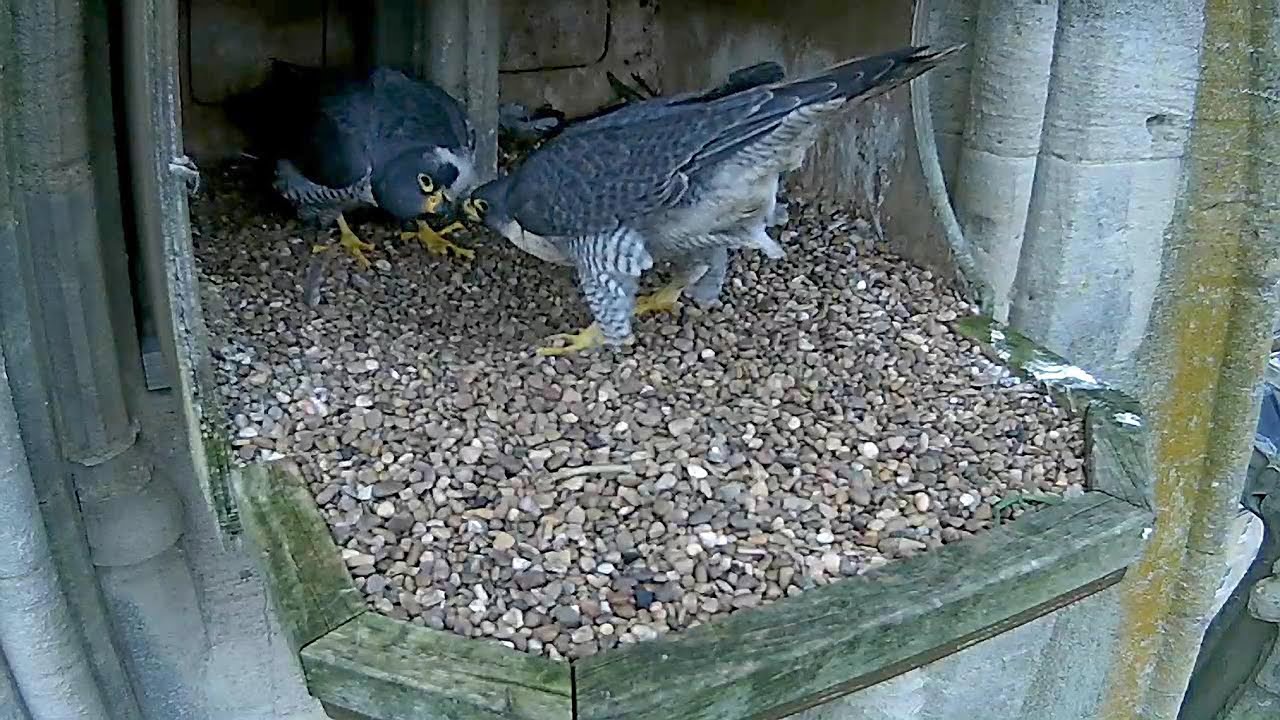 Bath Peregrines - Normal service resumed - 20210305 - YouTube
