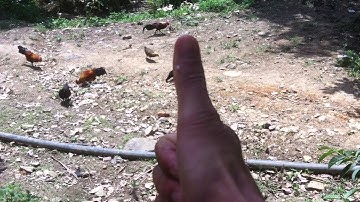 Gà Rừng rặt thả rong - 01