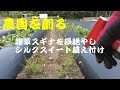 スギナを根絶やしにせよ！　シルクスイート植え付け
