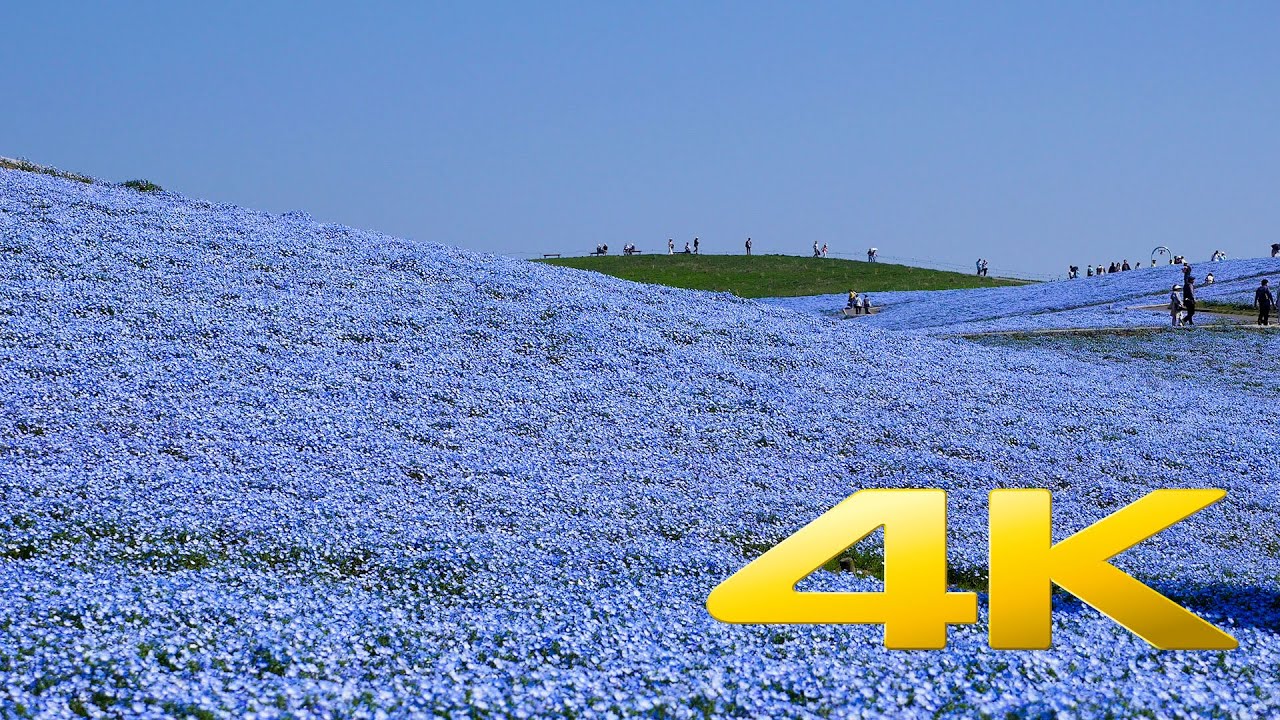 Hitachi Seaside Park : Nemophila Harmony - Ibaraki - ひたち海浜公園 - 4K Ultra HD