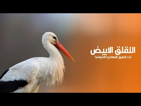 اللقلق الأبيض أحد الطيور المهاجرة الخواضة ذات الأرجل الطويلة المهددة بالانقراض كويست عربية