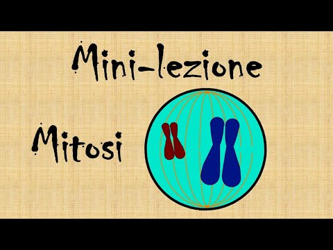 Mini lezione: la mitosi