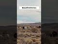 Beautiful Livestock on the Navajo Reservation  A Scenic Journey 1
