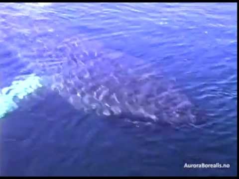 Brugde, Cetorhinus maximus, basking shark - 11 meters