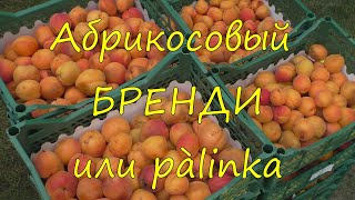 Абрикосовый бренди или pàlinka.