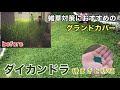 【雑草対策】雑草でお悩みの皆様…私もそうでした😭~グランドカバーダイカンドラの種まきと移植の仕方🌱~