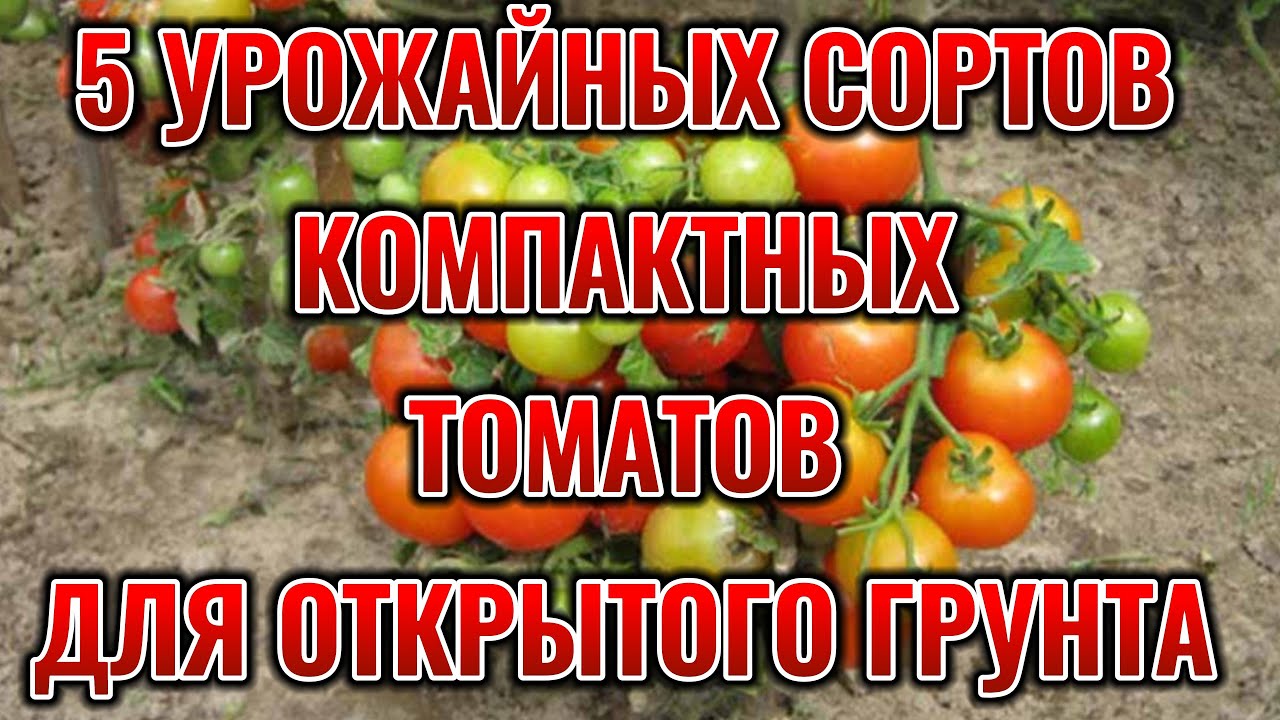 5 сортов УРОЖАЙНЫХ томатов для открытого грунта на 2025 дачный год