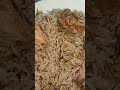 #food #cooking #viral #viralvideo #viral #pulao #pulaorecipe #trending #trendingshorts ​⁠