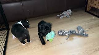 French bulldog puppy’s playing with toys and fighting - Day 32