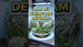 DIY tự làm bể thuỷ sinh tự vận hàng không sủi O2 CO2. Dễ chăm