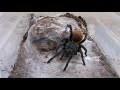 Cambio casa per la Lasiodora parahybana piu feeding video