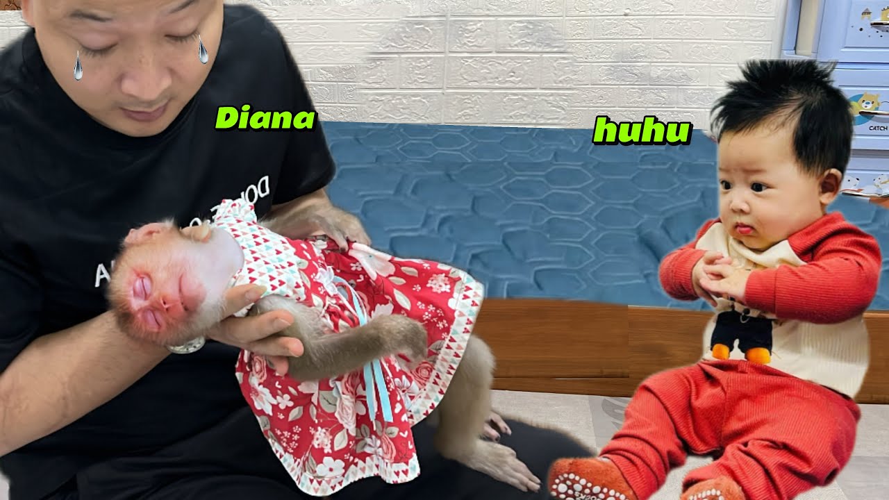 Обезьянка Диана потеряла сознание во время игры с детенышем.