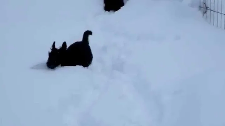 Scottie Pups Meet the Snow