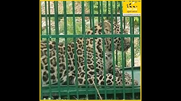 A leopard was caught roaming on the Shri Mata Vaishno Devi track in Katra