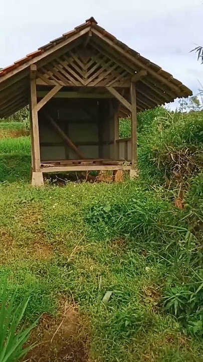 Saung Bambu di Sawah #shorts