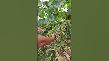 Satisfying grape washing process with modern machinery