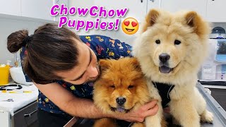 CUTEST CHOW CHOW PUPPIES!