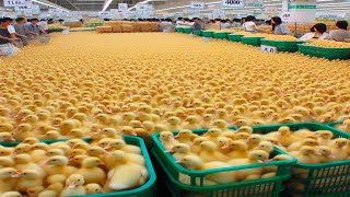 Visit Super Poultry Breed Market Produce Billions Of Ducks, Chickens, Muscovy, Geese Every Year