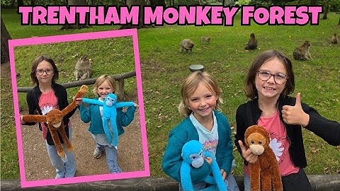 Come to Trentham Monkey Forest with us ‼️❗️ 🐒🐵