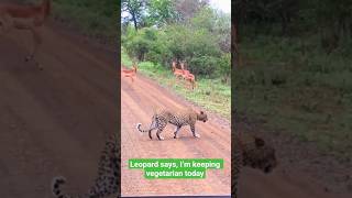 Leopard Says, Im Keeping Vegetarian Today