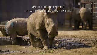 Rhino Rewild: Send a Rhino Home (short)