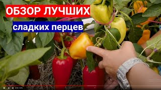 Эти Перцы Лучше Всех Растут В Средней Полосе! Отличные Перцы Для Теплицы И Открытого Грунта