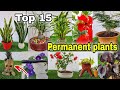 15 colorful permanent plants at home  garden indoors  outdoors part 2