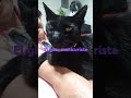 el gatu nail artist #gatitostiernos #cat #gatuno #gatitoslindos #gatitoshaciendocosas #todos