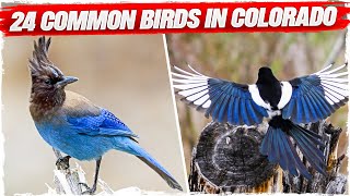 24 Common Birds in Colorado
