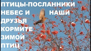 Свиристели,Дрозды,Синички,Воробышки Готовятся К Холодной Длинной Зиме.друзья Кормите Зимой Птиц.