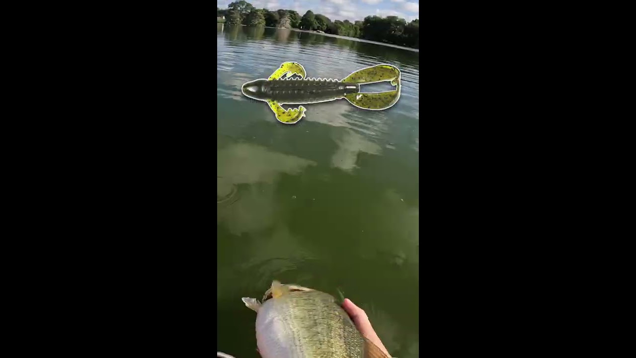 The BEST Colors To CATCH BASS EXPLAINED 