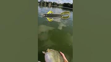 De BESTE kleuren om bas te vangen! (UITGELEGD)