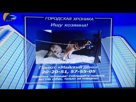 Объявление про овчарку