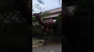 Jungle Hai Aadhi Raat Hai #shorts #jungletrail #adventurepark